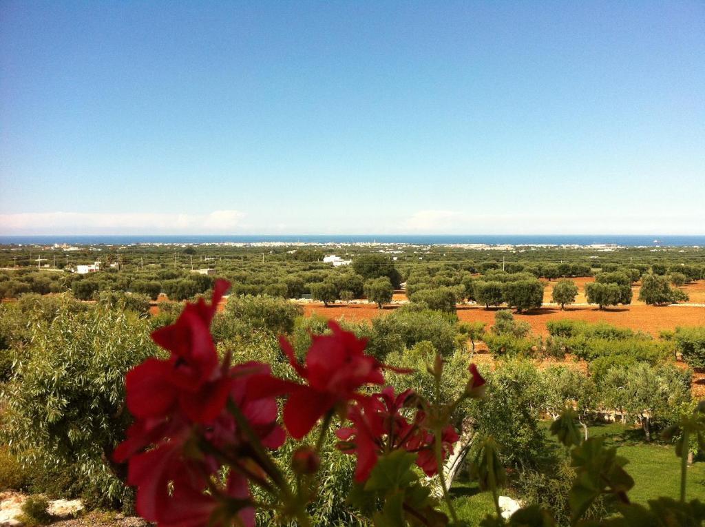 B&B Antico Carrubo Monopoli Buitenkant foto